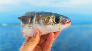 How to Catch Redfish with Cut Bait [upl. by Eilagam]