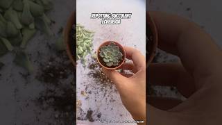 repotting echeveria propagation [upl. by Rafaelle]