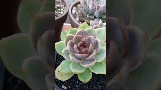 echeveria suculentas succulent [upl. by Mair660]