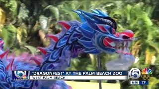 Dragonfest held at Palm Beach Zoo [upl. by Gabor]