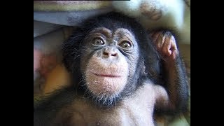 Cute and funny baby of chimpanzee [upl. by Cutlip]