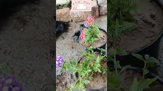 Verbena Flower  Verbena Plant Care  How To Grow Verbena Flowersshortsviralshortytshort [upl. by Elagiba]