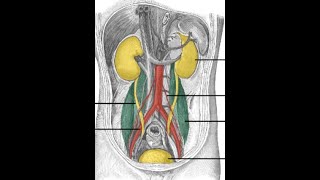 ANATOMIE FMPM ANATOMIE DE LAPPAREIL URINAIRE [upl. by Jareb]