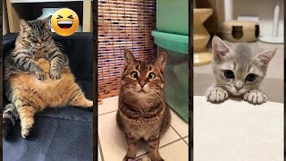 Funniest Cat 🐱 Cute Cats Kittens ❤️ CuteFunnyCats 2786 [upl. by Eetnahc127]