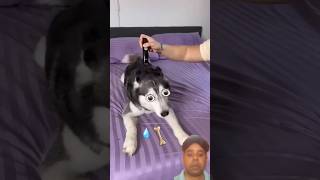 Ye Kiya kar diya 🐕dog funny pets shorts [upl. by Schuler805]