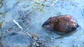 Awesome Muskrat Video [upl. by Arotak640]