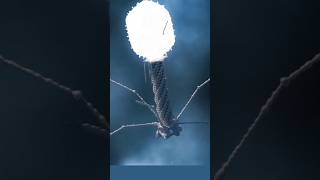 Bacteriophage  attacker of bacteria 😱shorts science facts [upl. by Kcirednek]