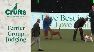 Terrier Group Judging  Crufts 2024 [upl. by Groark]