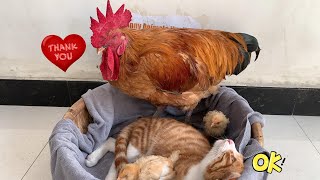 The kitten helps take care of the chicks but the hen suspects that the kitten stole them So funny [upl. by Tjon]