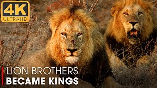 Lions How the Brothers Became Kings  Nature Animal Documentary [upl. by Weslee]