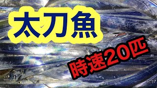 【とっとパーク小島】太刀魚時速20匹‼️たくさんアタリがあるから楽しい釣りです‼️ [upl. by Valentijn]