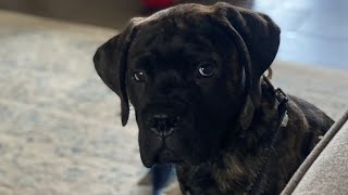 When Bullmastiffs ATTACK  Groot the Bullmastiff In Full Play Mode [upl. by Mohammad921]