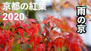 今年は早い京都の紅葉 雨の日の京 [upl. by Torrence]