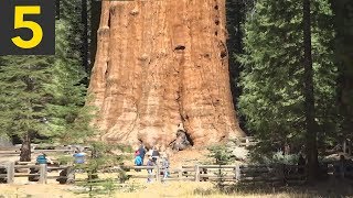 Top 5 BIGGEST Trees on Earth [upl. by Fita757]