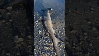 Red tide is already bad share redtide florida youtubeshorts shortsfeed ocean sea fish fyp [upl. by Ymled]