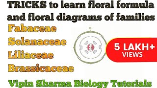 Trick to Learn FLORAL FORMULA and DIAGRAMS of Family Fabaceae Solanaceae Liliaceae  NEET UG [upl. by Kiel]