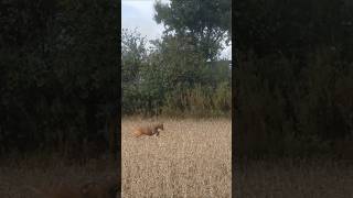 Podenco pouncing huntingdog rescuedog dogwalkerslife [upl. by Narut]