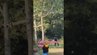 Catch drop moy moy 🤪👿🙆😈🤪funny comedy cricket [upl. by Wiggins964]