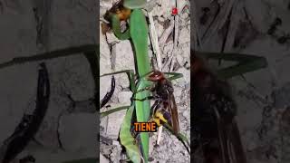 Avispones 🐝 Contra una Mantis 🐲 Final inesperado 🫨 [upl. by Shina]