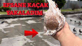 Yabani Güvercinler Arasında Kaçak Avı  Kırmızı Keşpir Posta Yakaladım [upl. by Elimaj]