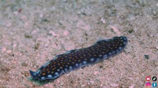 Beautiful flatworm  Kapalai Island Malaysia [upl. by Jenda]