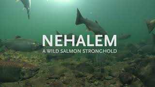 Nehalem A Wild Salmon Stronghold [upl. by Halimak878]