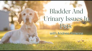 Bladder and urinary issues in pets [upl. by Laitselec202]