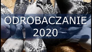 Testowe Odrobaczanie Gołębi Pocztowych 2020  Pigeon Deworming [upl. by Tempa70]