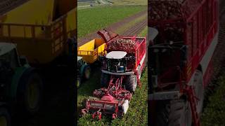 Sugarbeet Harvest vervaet beetharvest farming shorts subscribe zuckerrüben bieten drone new [upl. by Enilaf]