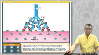 111 EL SISTEMA DE COMPLEMENTO Y SUS RECEPTORES [upl. by Vanna]