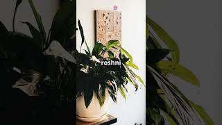 Top 3 Indoor Plants for a Healthier Home🔥🔥garden indoorplants [upl. by Ashli]