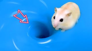 😱 Hamster Escape Maze Hamster vs Whirlpool  Hamster Cute pets Maze hamsterescape mazediytraps [upl. by Ennovyahs]