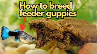 Breeding Feeder Guppies for Turtles Everything You Need To Know [upl. by Hait]