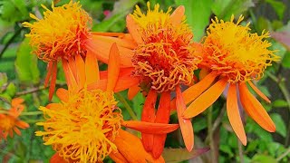 Mexican Flame Vine fall update  zone 9a Texas Gulf Coast [upl. by Zohara840]