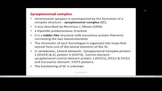 Synaptonemal complex [upl. by Jezabella]