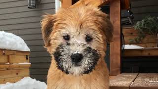 Our SoftCoated Wheaten Terrier puppy first few days [upl. by Devad]