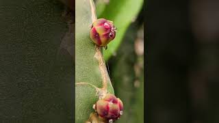 pitahaya andalucía sevilla flowersplants [upl. by Telrats633]