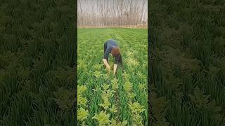 Weeding By Hand satisfying agriculture [upl. by Yate]