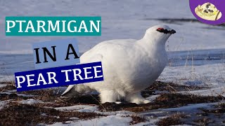 What Bird Symbolizes Christmas  5 Facts About the Ptarmigan That Make It a Festive Bird [upl. by Lahtnero599]