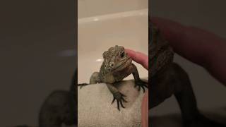 Rhino Iguana Bath time rhinoiguana rhino iguana bath reptile rhinocerous [upl. by Namaan666]