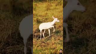 albinism fotografiadenatureza wildlifephotography albino trending trendingshorts viralshorts [upl. by Akima]