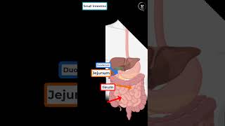 Small Intestine in 1 min [upl. by Christianity]