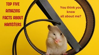 5 Fascinating Facts About Hamsters You Probably Didnt Know hamsters hamsterfacts top5 pets [upl. by Anelys]