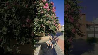 Bougainvillea 💐mahichats shorts ytshorts flowers happy trending [upl. by Eichman]