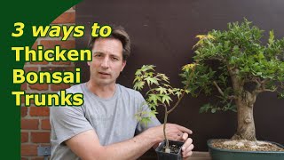 Thicken trunks for bonsai 3 Ways to grown trunks out [upl. by Yelyr]