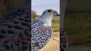 صقر جير صقر جير𓅃FalconryGyrfalcons Gyrطرح صقر Saker Falcons  فالكون 🦅Shaheenصقر جير صقر [upl. by Divine]