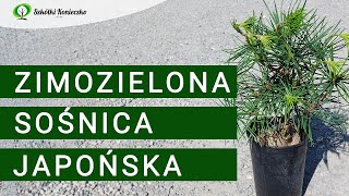 Sośnica Japońska  Sciadopitys verticillata  Zimozielone Drzewo do Ogrodu  Rośliny Kolekcjonerskie [upl. by Geithner]