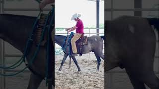 How to Build TRUST with Your Horse [upl. by Annavaj]