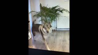 Hundebespassung per webcam  hundefotografie dog wolfshund [upl. by Ecitnerp928]