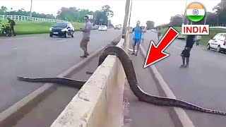 உலகின் மிகப்பெரிய 10 பாம்புகள்  Top 10 Biggest Snakes In The World  Thatz It Channel [upl. by Amata]